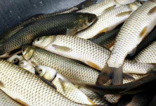 草魚(yú)